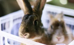 I Did A Photoshoot With Bunnies In Honor Of The Year 2023