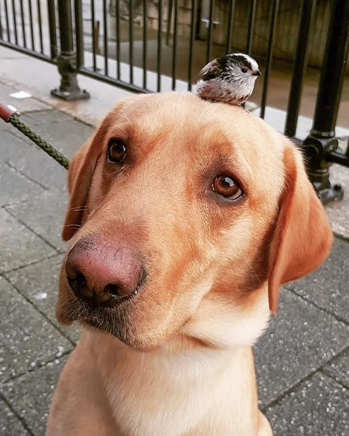 Hoy salí a pasear y mi perro encontró un pajarito