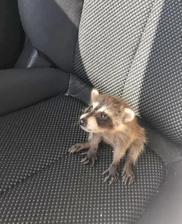 Hoy me topé con a este mapache y pensé que os gustaría