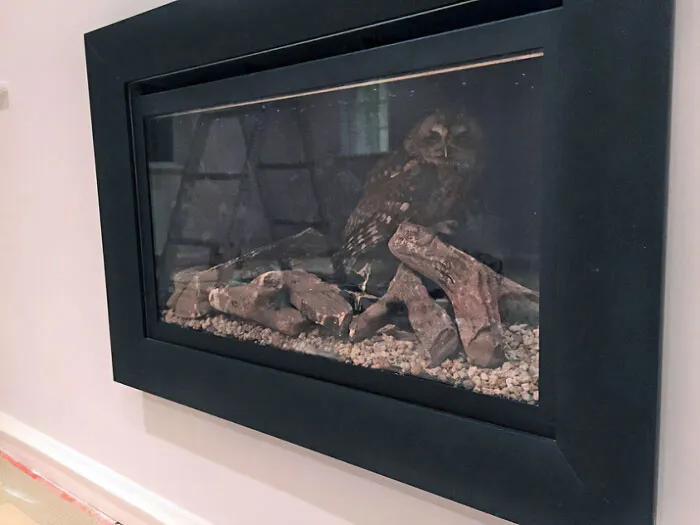 An Owl Fell Down The Chimney