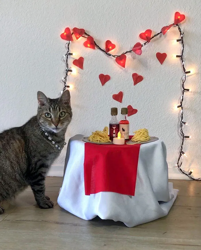 I Don't Have A Valentine's Date This Year, So I Made A Little Dinner With My Cat