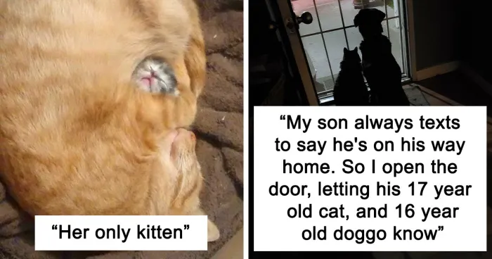50 Times Cats Were So Wholesome, People Just Had To Share It Online (New Pics)