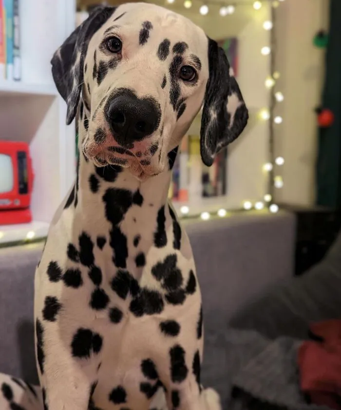 Has A Heart On Her Nose And Is Born On Valentine's Day