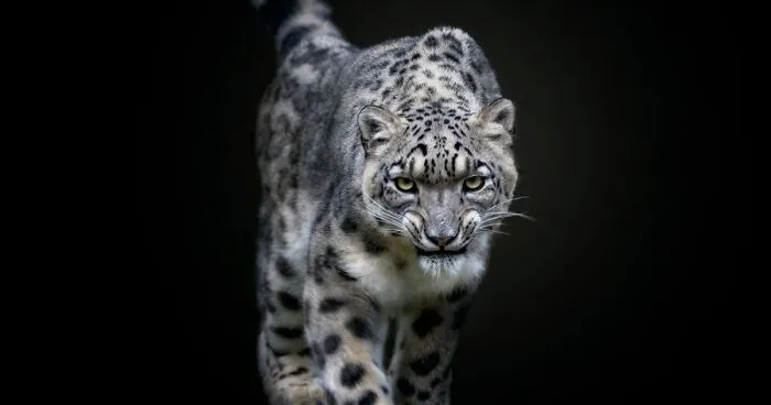 Stunning Portraits Of Wild Animals Taken From Up Close By This Photographer (75 New Pics)