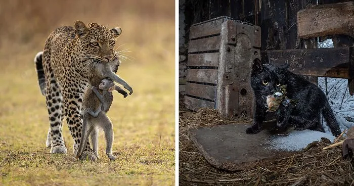 The Wildlife Photographer Of The Year People's Choice Award 2022: 25 Photos To Pick From