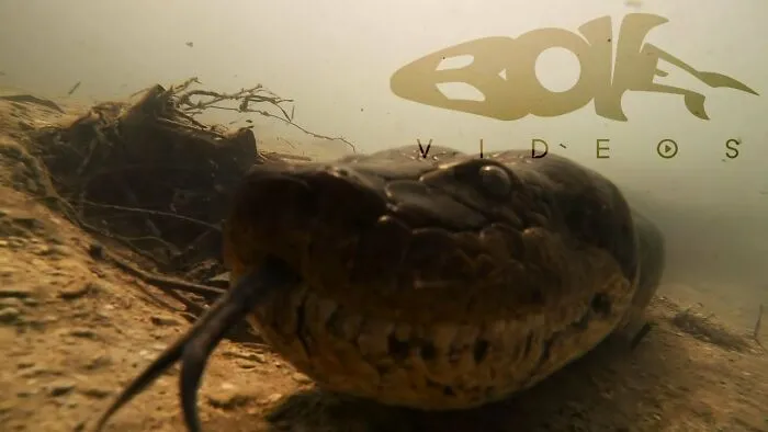 I Am An Underwater Enthusiast And Videographer, And Here Are Some Of The Closest Moments I Had With Apex Predators