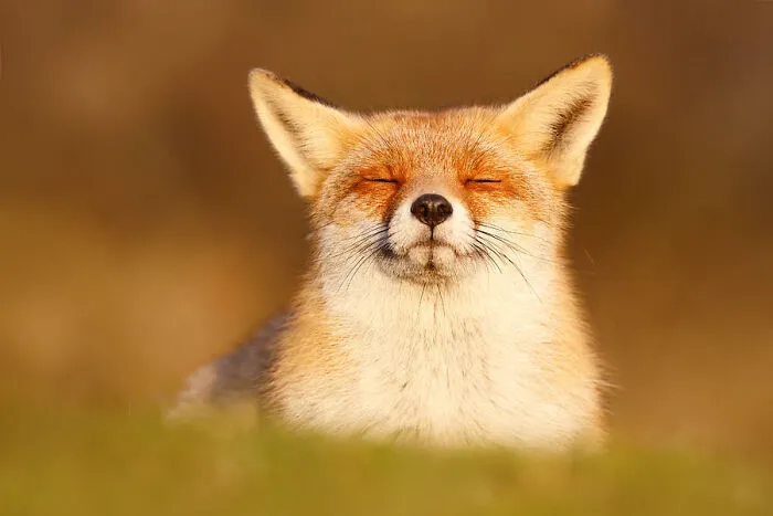 I Cringed 🦊