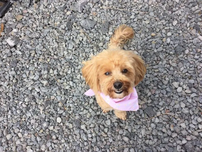 My Dog Had Just Been To The Salon I Wanted To Take A Fancy Picture Of Her