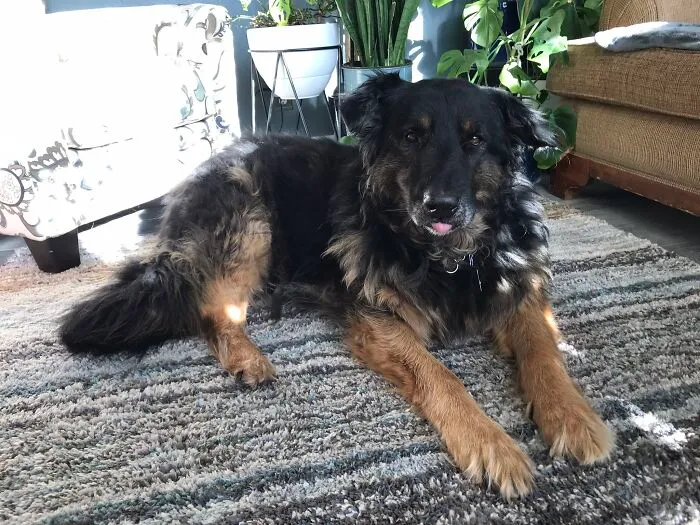 Grizzly Baby Bear. Returned 3 Times To The Shelter. I’ve Had Him For Eight Years And He’s My Best Friend