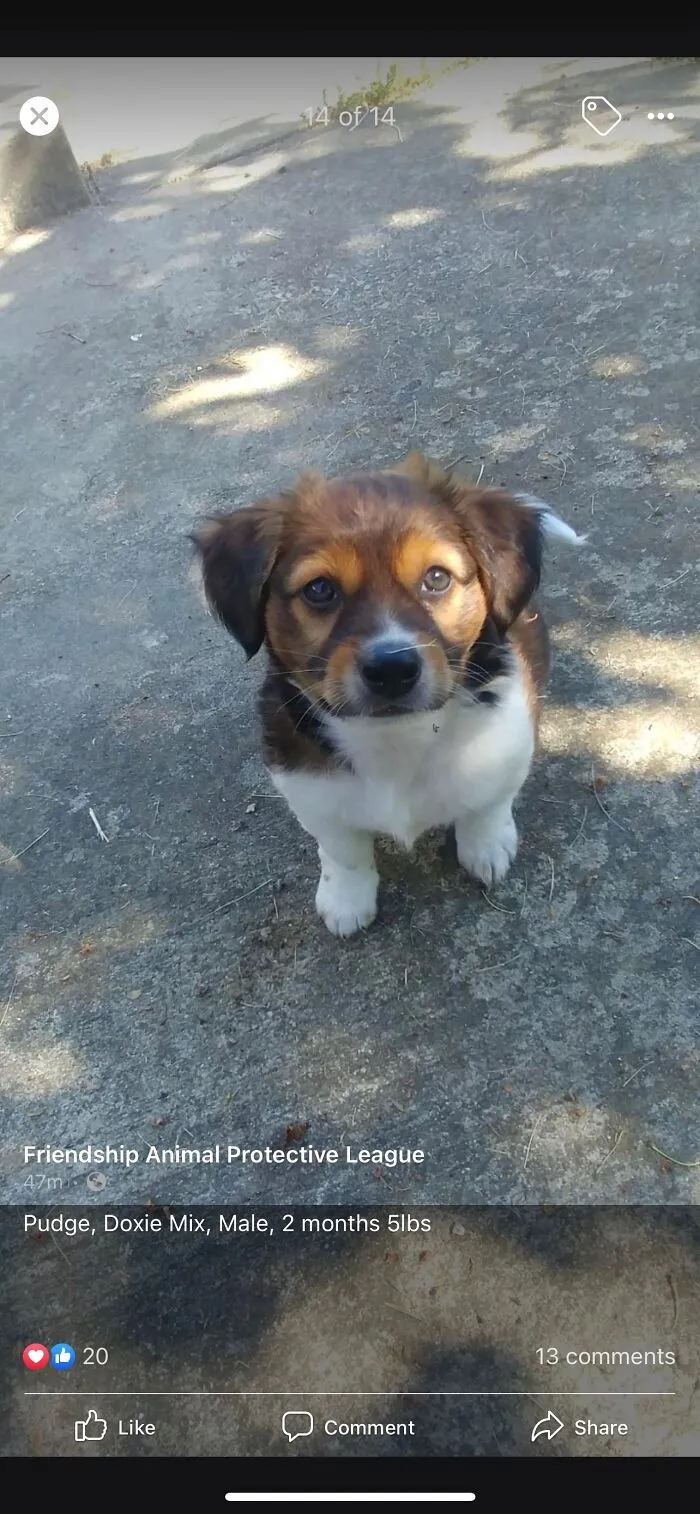 This Is Pudge It Says It Is A Male But It Is A Female But She Was Only Five Pounds When We Got Her And She Was So Dang Cute And Right Now She Is Twenty Pounds And She Is A Doxie Mix