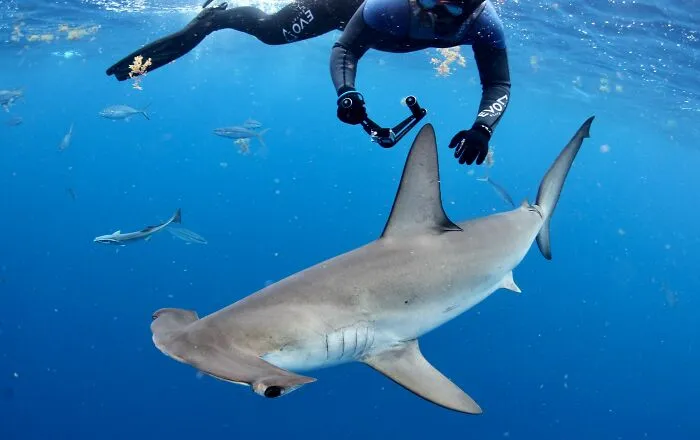 I Am An Underwater Enthusiast And Videographer, And Here Are Some Of The Closest Moments I Had With Apex Predators