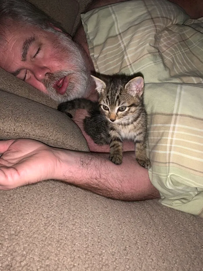 Elvira Napping With My Husband. She Was Feral And He Rescued Her From Being Run Over By Tractor Trailers