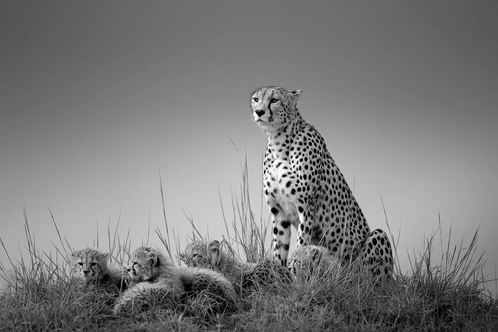 Black And White Photo Awards 2023 Is Here