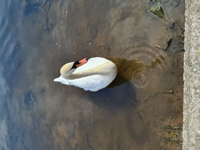 Swan