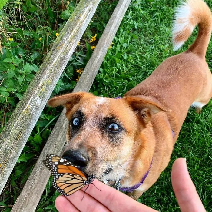 Dog sniffing a butterfly