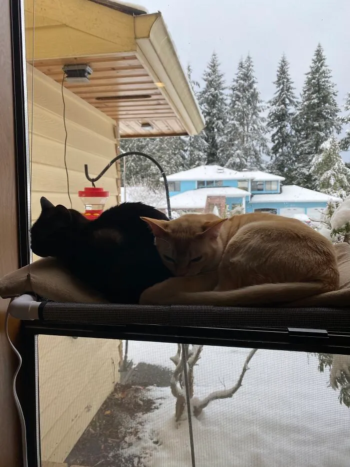 Adopted: Theo (Left) & Manfred (Right)