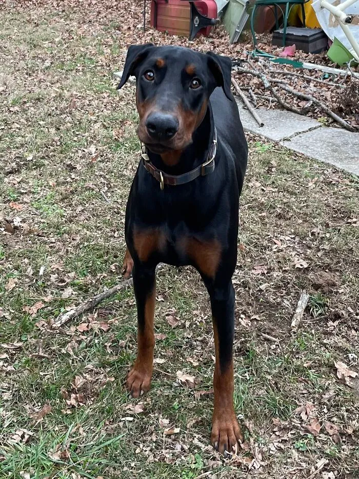 Dobbie Adopted At 9 Mths