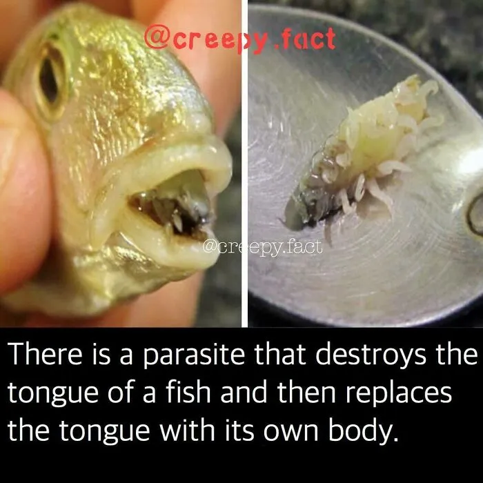 21 Creepy Facts Not For The Faint-Hearted, As Shared On This Instagram Page
