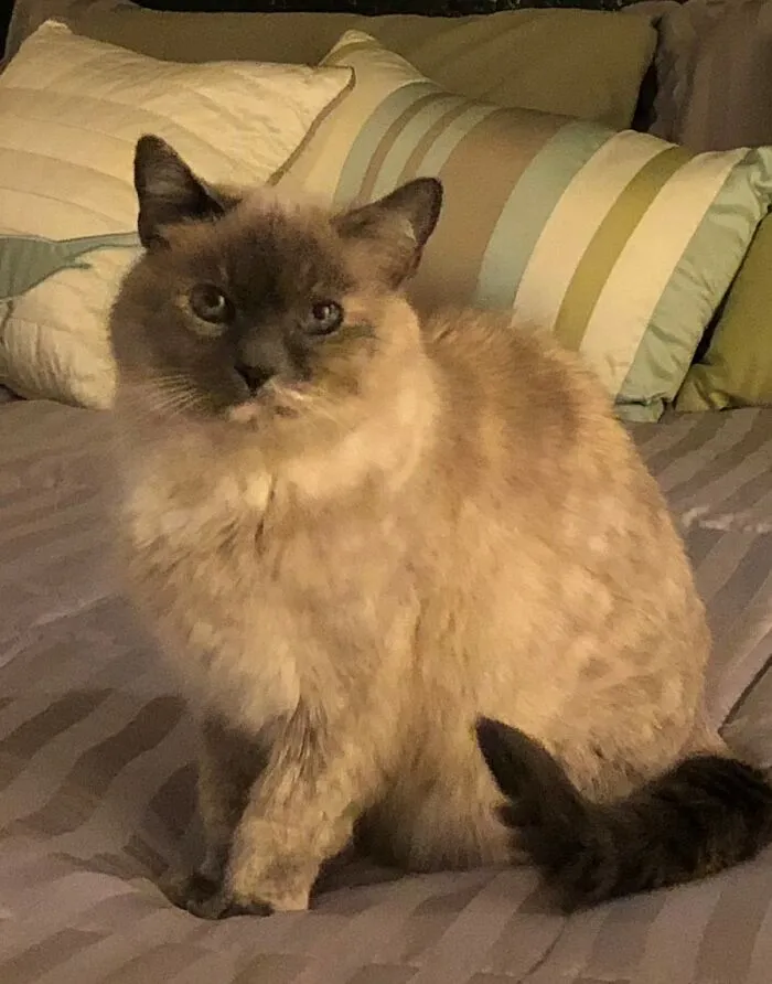 Bijou. Rescued From Under The Boeing Everett Factory
