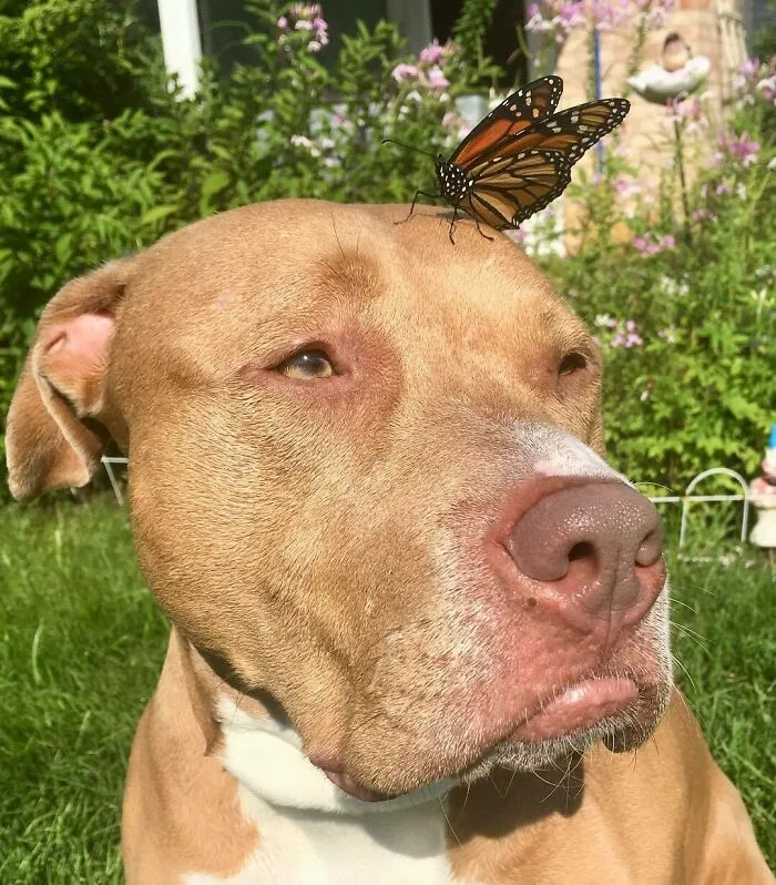 Dog with a butterfly on his head