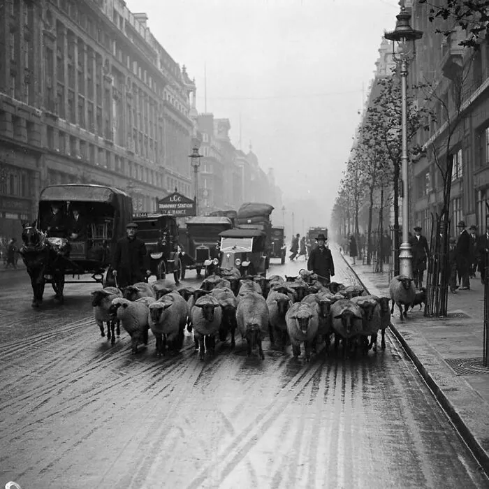In The 1920s And 1930s, Sheep Were Routinely Introduced Into London Parks To Keep The Grass Under Control And Reduce Mowing Costs