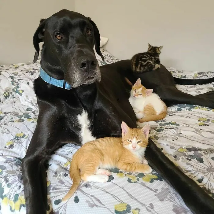 Corbin, The Kitten Whisperer, Surrogate Mom, Foster Dad. He Is Happiest When He's Covered In Kittens