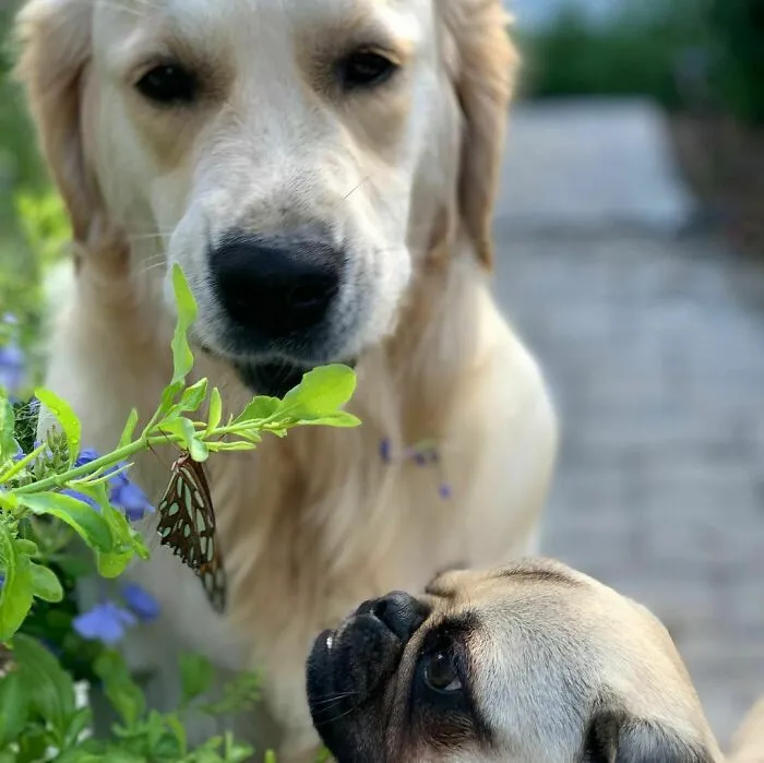 Two dogs looking at butterfly