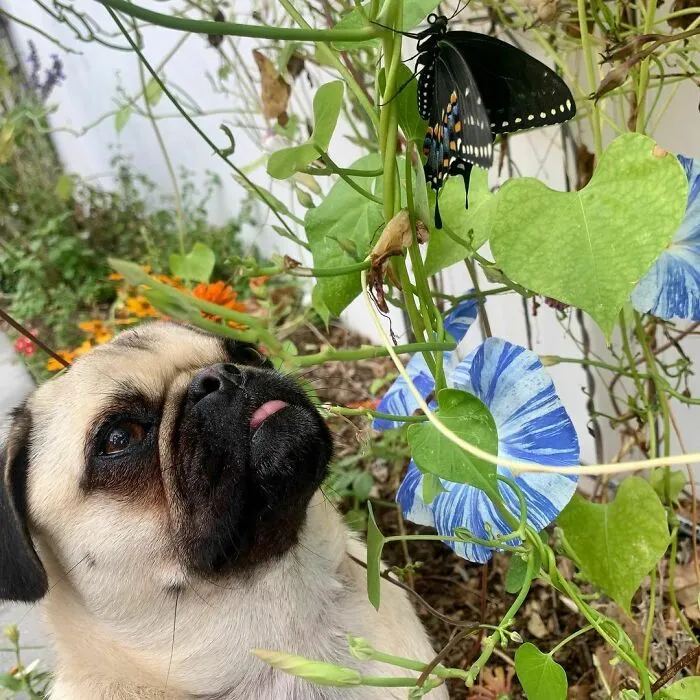 Dog looking at a butterfly