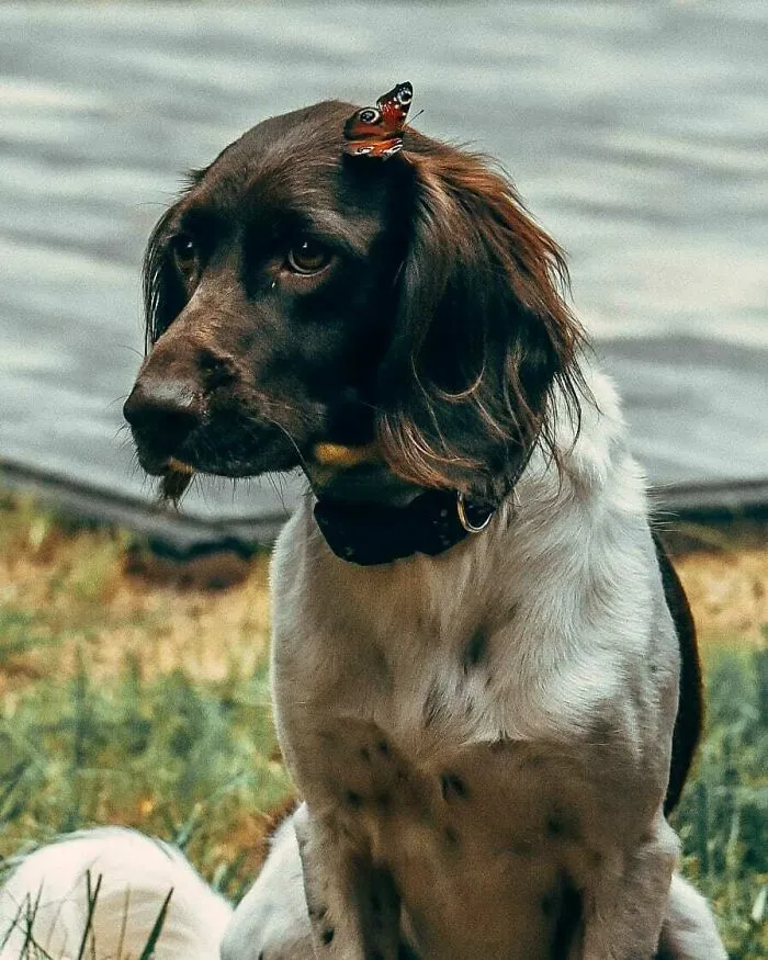 Dog with a butterfly on his head