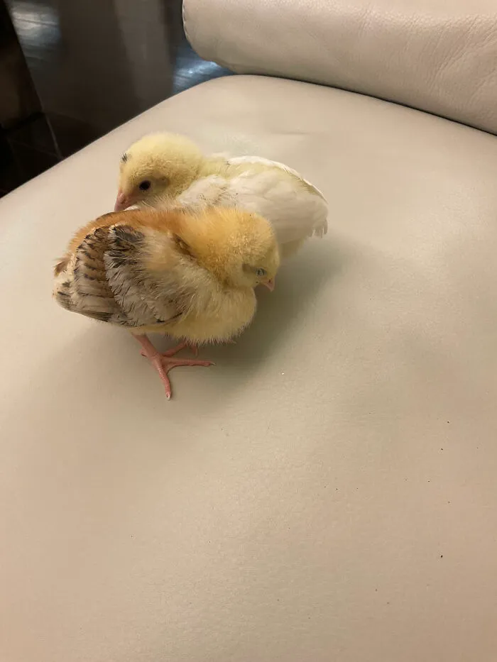 Meet My Chicks - Cara (Front) And Carla (Back) - Best Pets Ever!