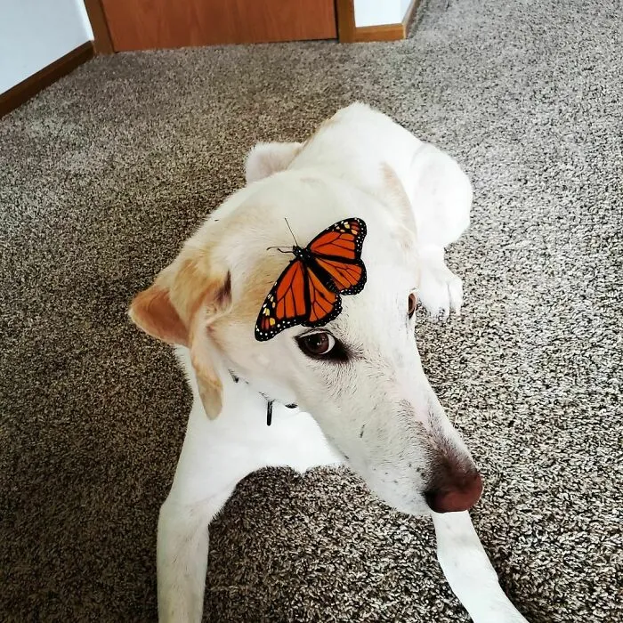 Dog with a butterfly on his head