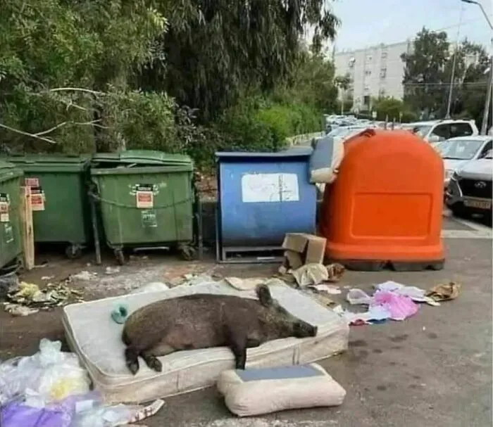 40 Fotos cómicas y extrañas de animales en lugares "donde no deberían estar"
