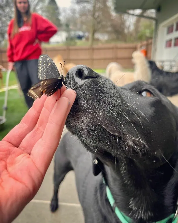 Dog playing with a butterfly