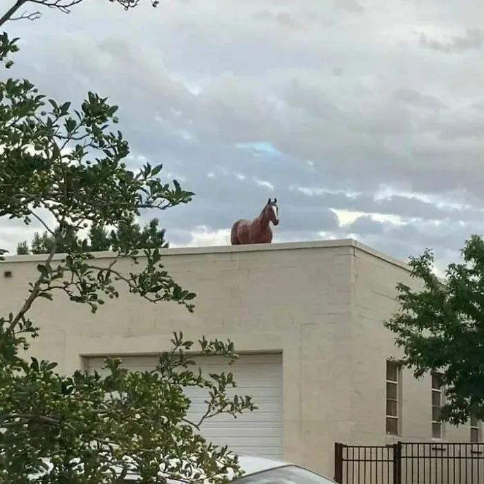 40 Fotos cómicas y extrañas de animales en lugares "donde no deberían estar"