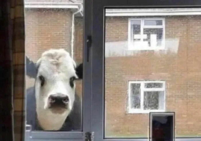 40 Fotos cómicas y extrañas de animales en lugares "donde no deberían estar"