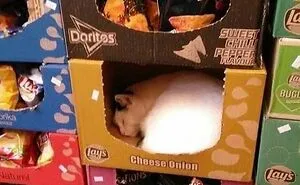 50 Hilarious And Bizarre Pics Of Animals “Where They Shouldn’t Be”