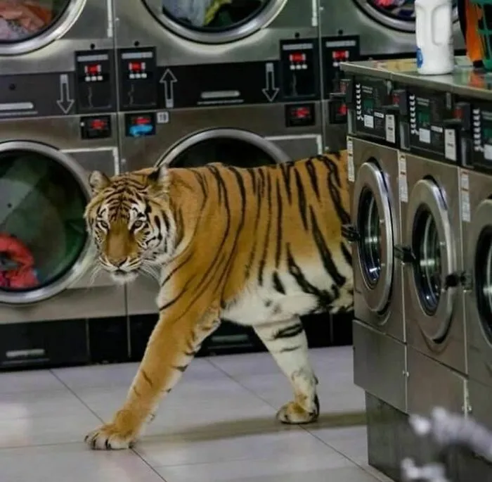40 Fotos cómicas y extrañas de animales en lugares "donde no deberían estar"