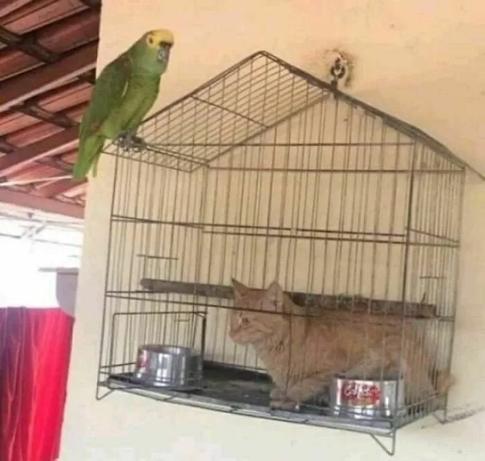 40 Fotos cómicas y extrañas de animales en lugares "donde no deberían estar"