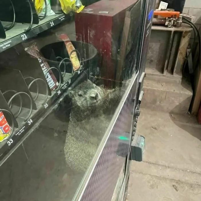40 Fotos cómicas y extrañas de animales en lugares "donde no deberían estar"
