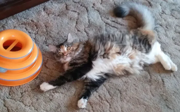 My Floofy Kitty Named Cookie