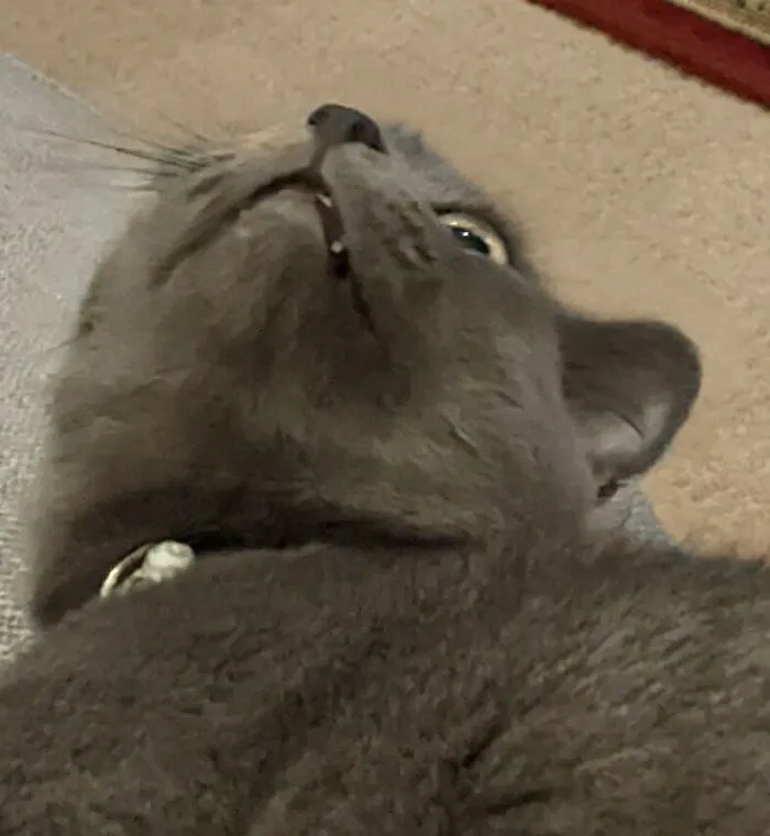 Kiki, The Most Hilarious Cat To Exist