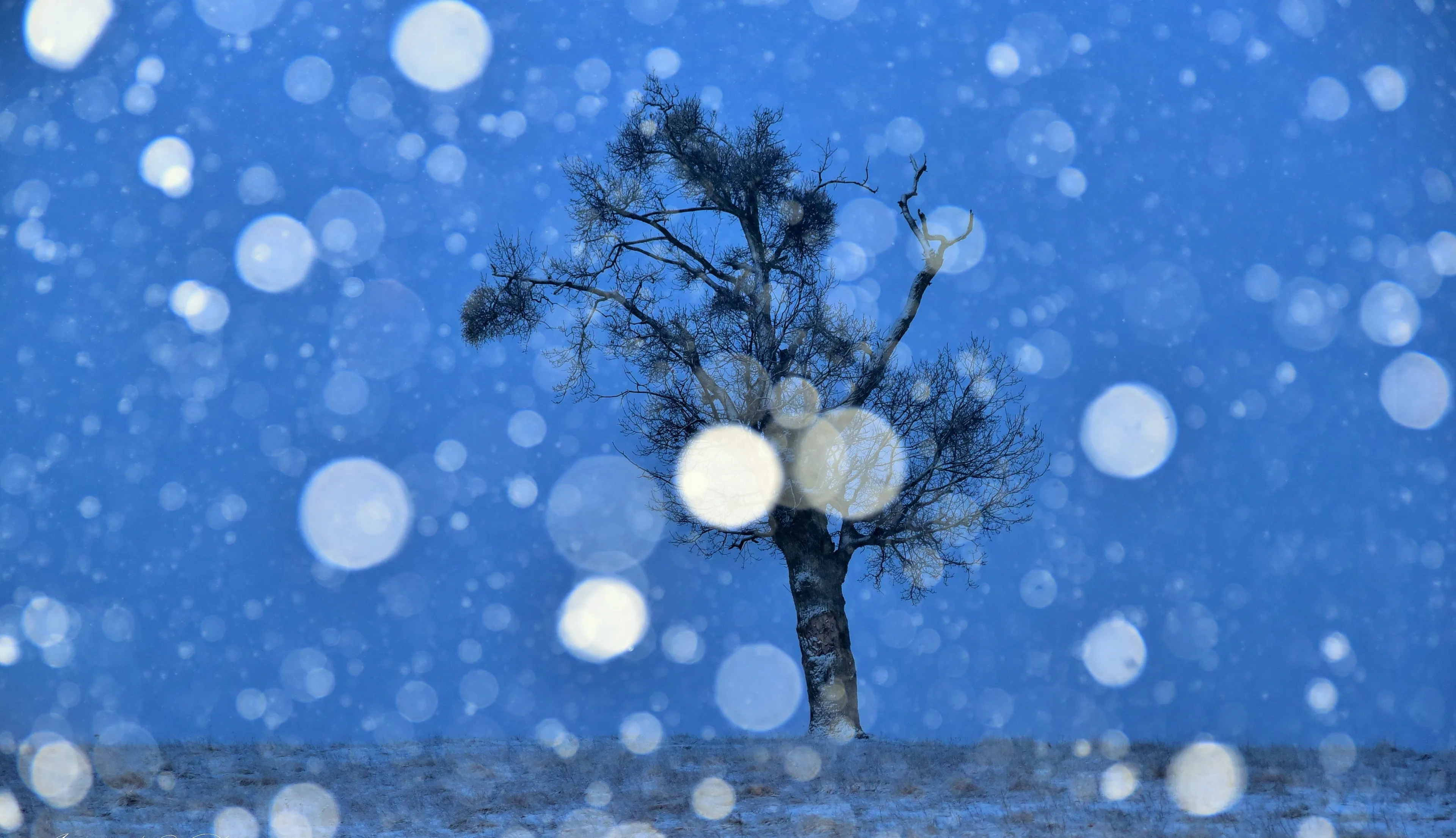 Winter Dream
