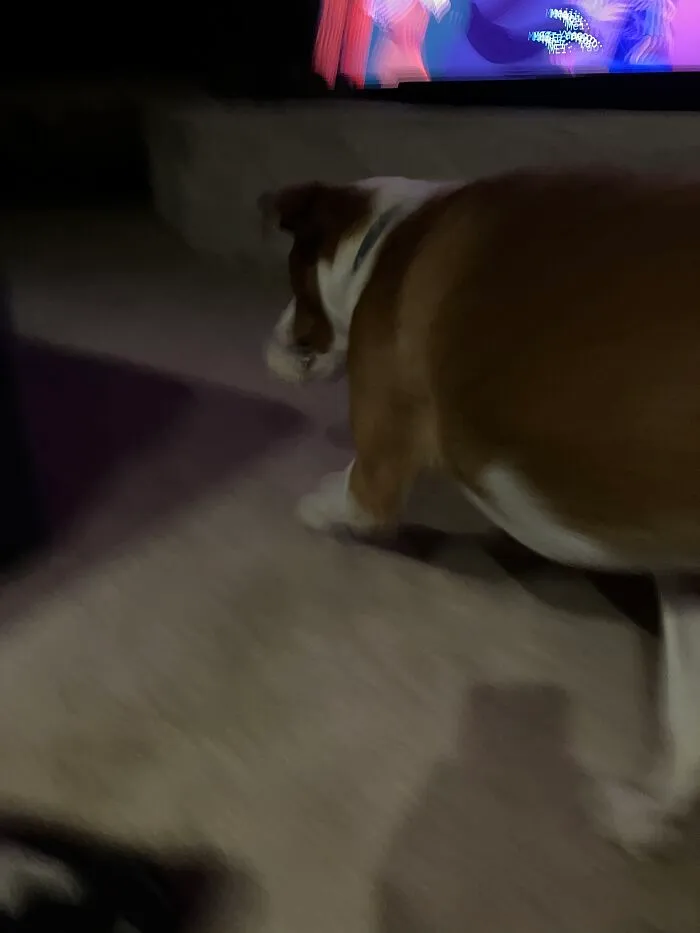 This Is Zero. He Is Not Really This Fat, It's Just A Really Bad Pic
