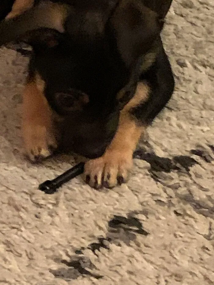 This Is Coal. And He Decided To Snatch A Screw While My Dad Was Trying To Build His Little Cot-Bed Thingy