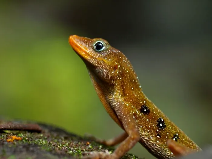 A Zandoli Aka Dominican Anole, A Lizard Endemic To Dominica