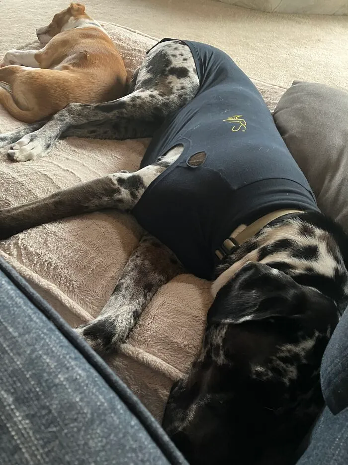 Her Eis A Pic Of Tiny, The Big One And Zero, The Ginger One