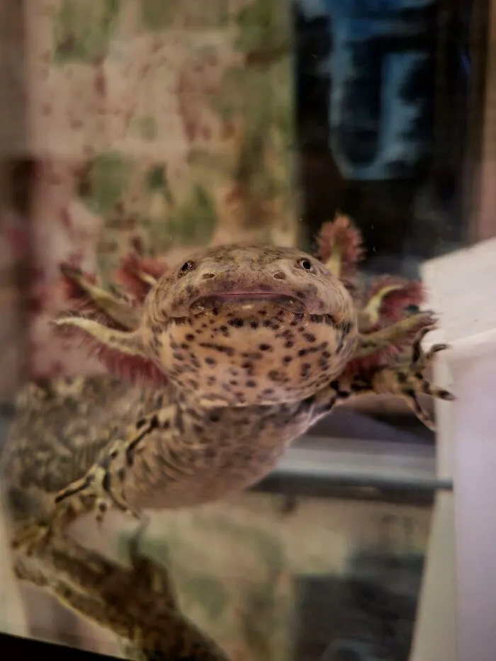 Fern The Axolotl