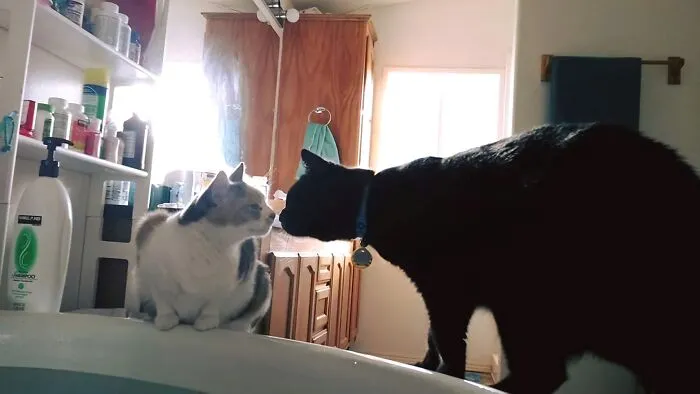 Growler (Left) & K.g. (Right). Growler Passed Away In 2022 At 15 Yrs. Old. K.g. Is The Only Baby Left To Me Now & Still Loves To Hang Out At Bath Time