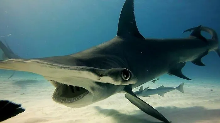 I Am An Underwater Enthusiast And Videographer, And Here Are Some Of The Closest Moments I Had With Apex Predators