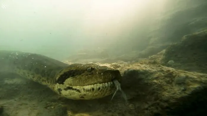 I Am An Underwater Enthusiast And Videographer, And Here Are Some Of The Closest Moments I Had With Apex Predators